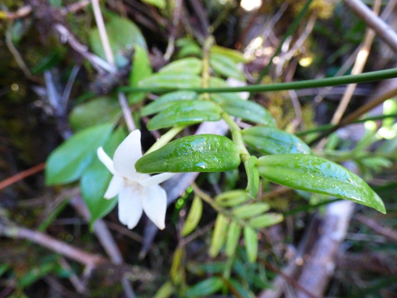 Angraecum 14