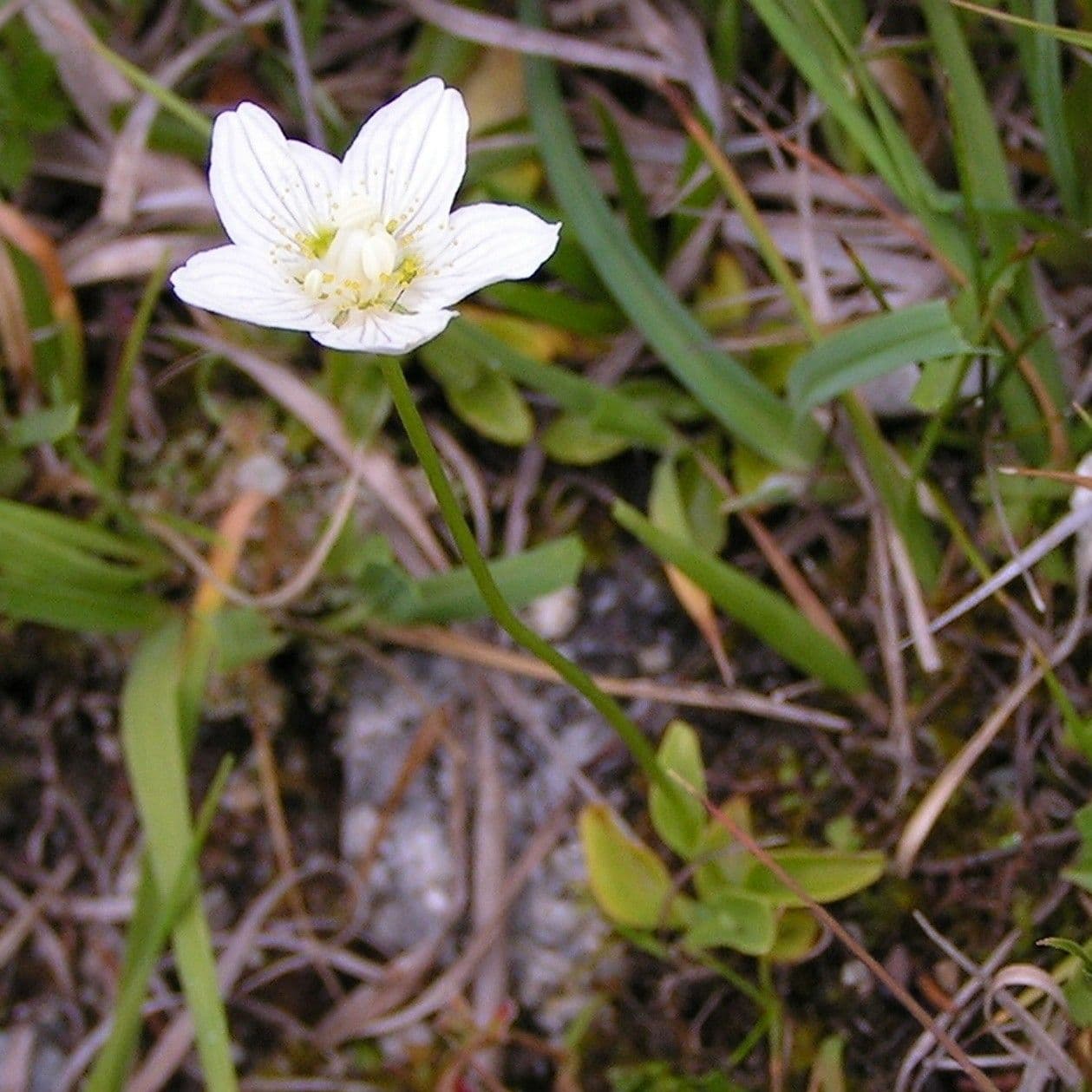 Parnassia 30