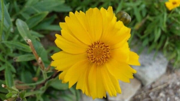 Coreopsis lanceolata 10