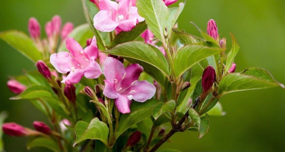 Weigela Japonesa