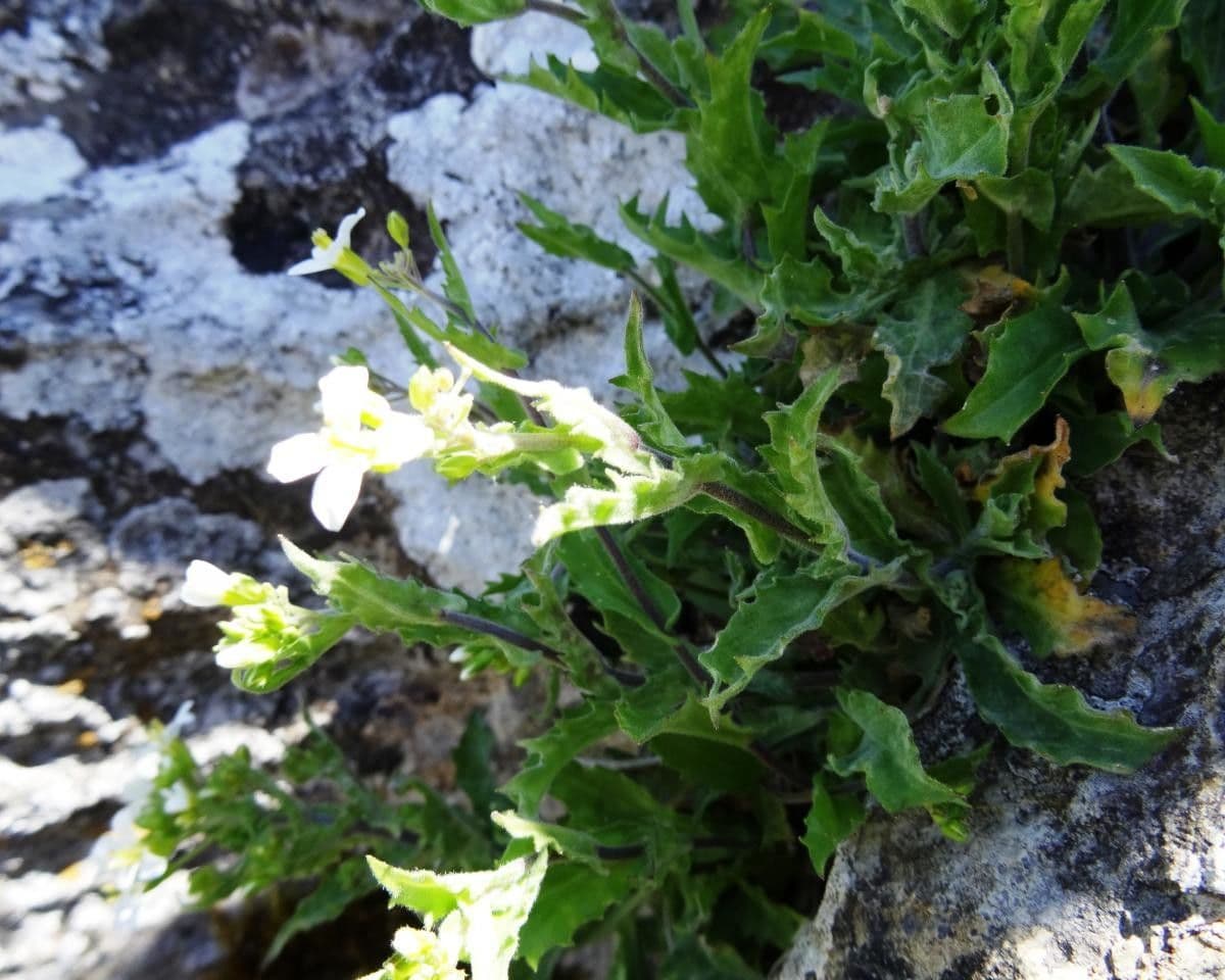 Draba murale 14