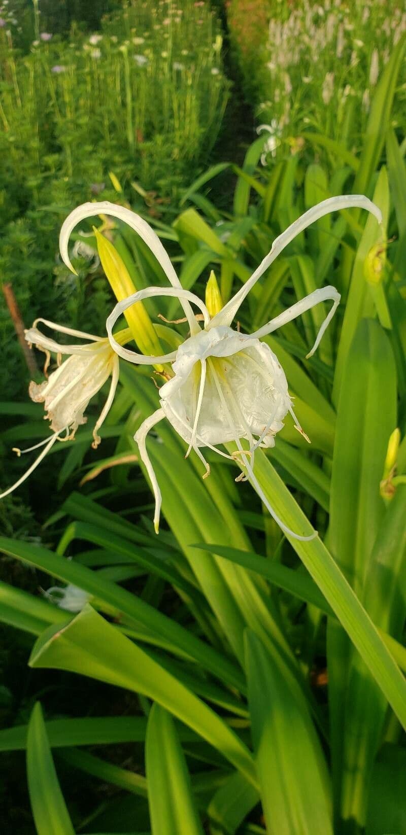 Hymenocallis 11