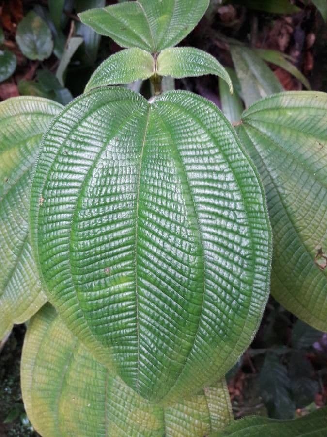 Miconia 2