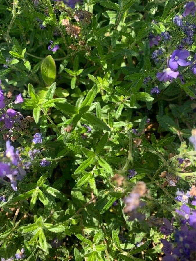 Veronica austriaca 20