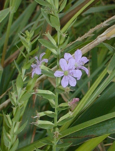 Salcerella lanceololata 9
