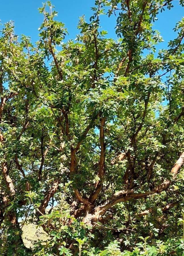 Polylepis australe