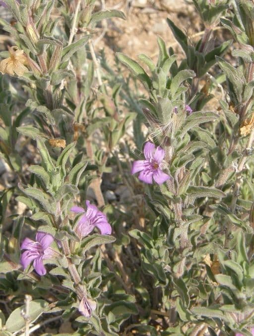 Erba serpente diffusa 8