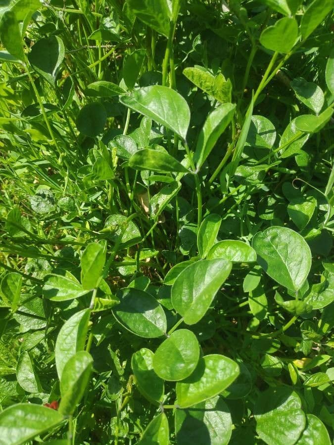 Vigna 8