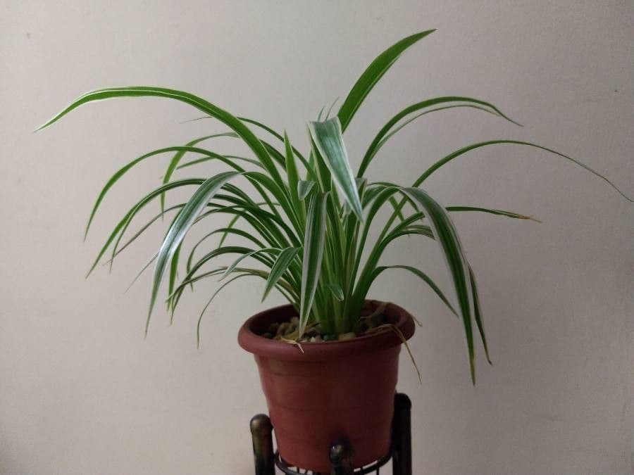Chlorophytum 12