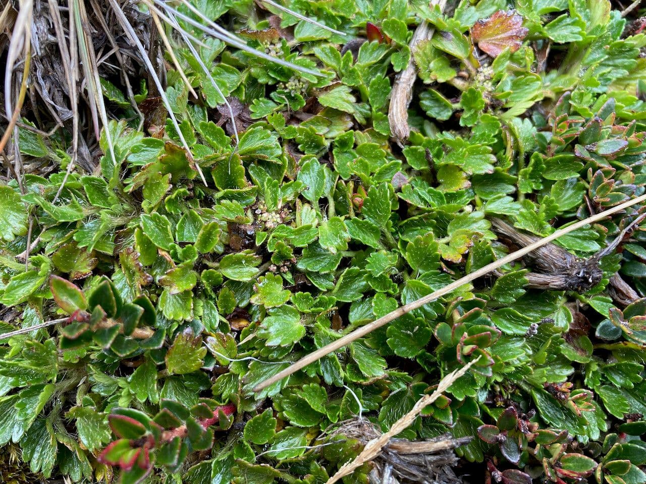 Azorella crenata 7