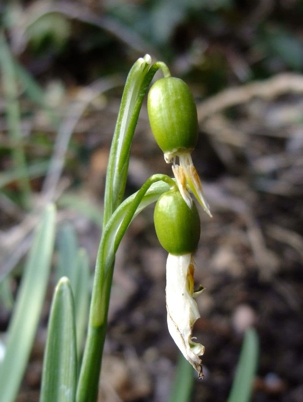 Sněženka podsněžník 3