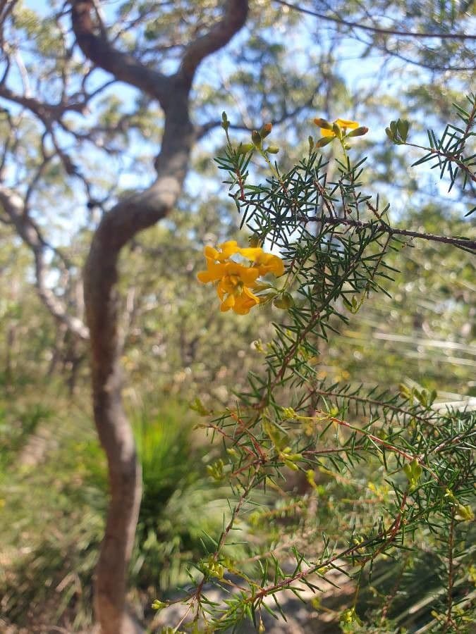Pultenaea 2