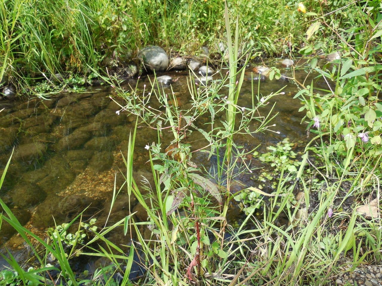 Scharlach-Weidenröschen 9