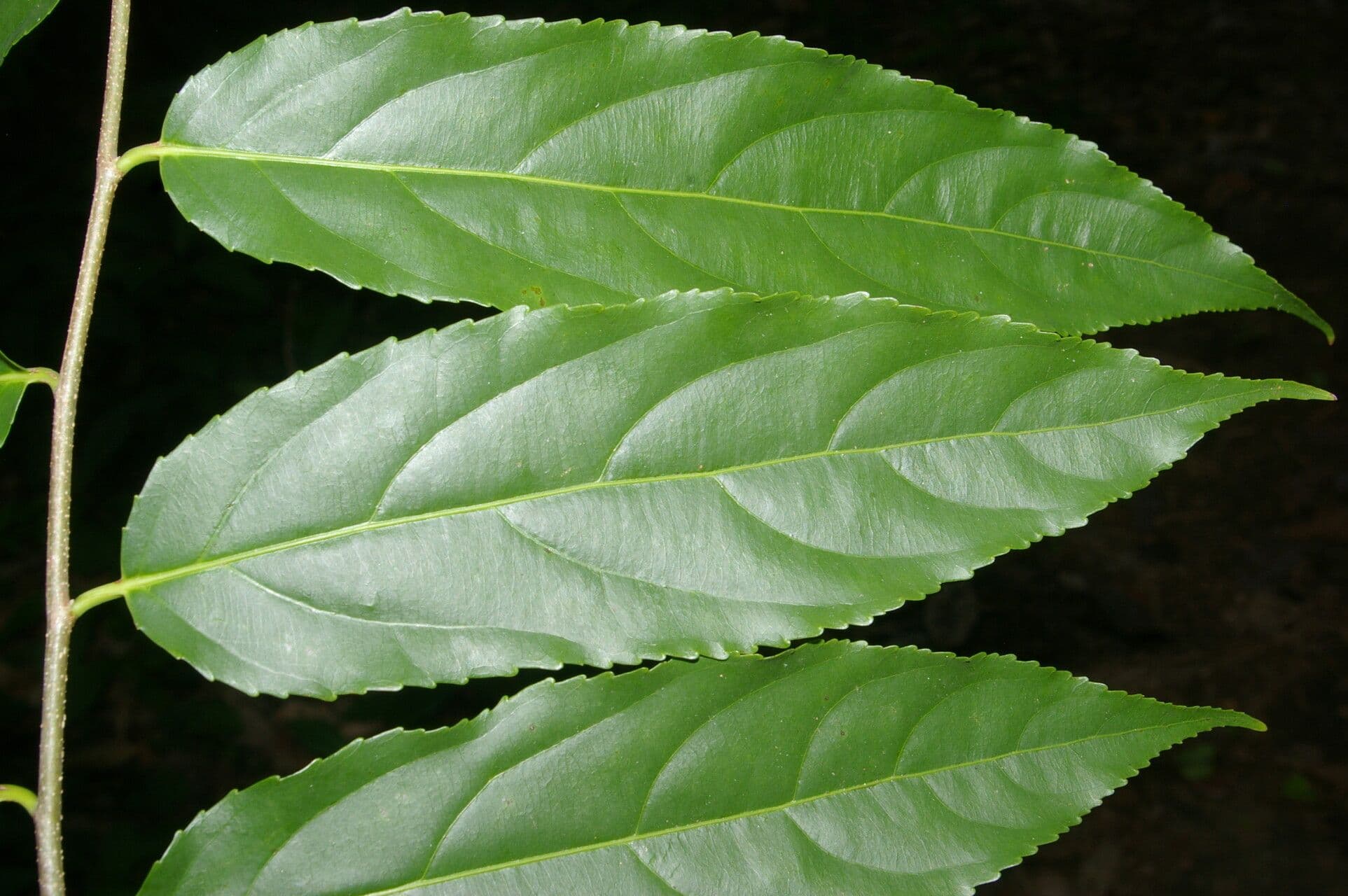 Xylosma 4