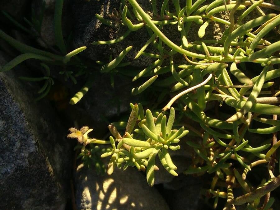 Linaria supina 17