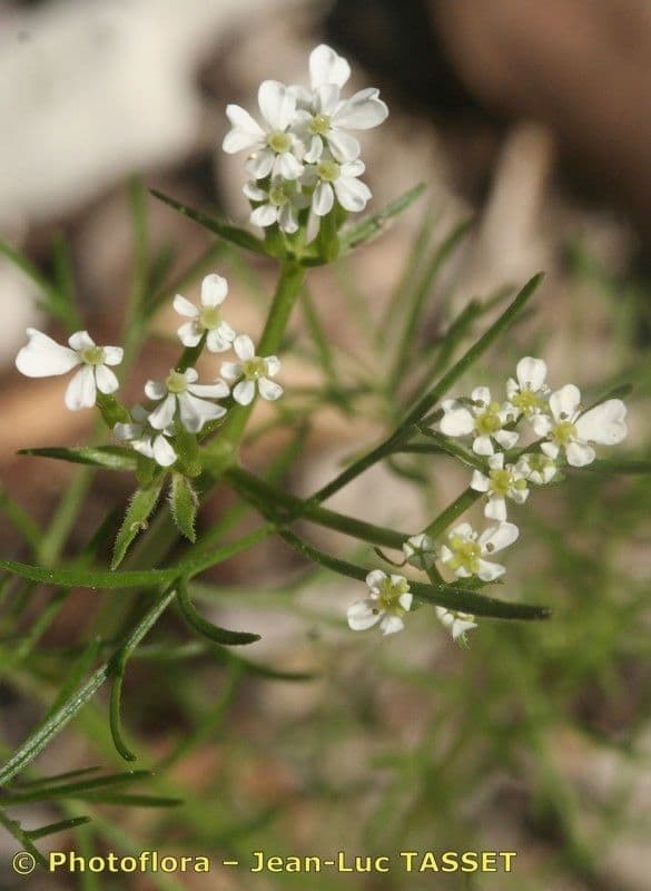 Scandice stellata 7