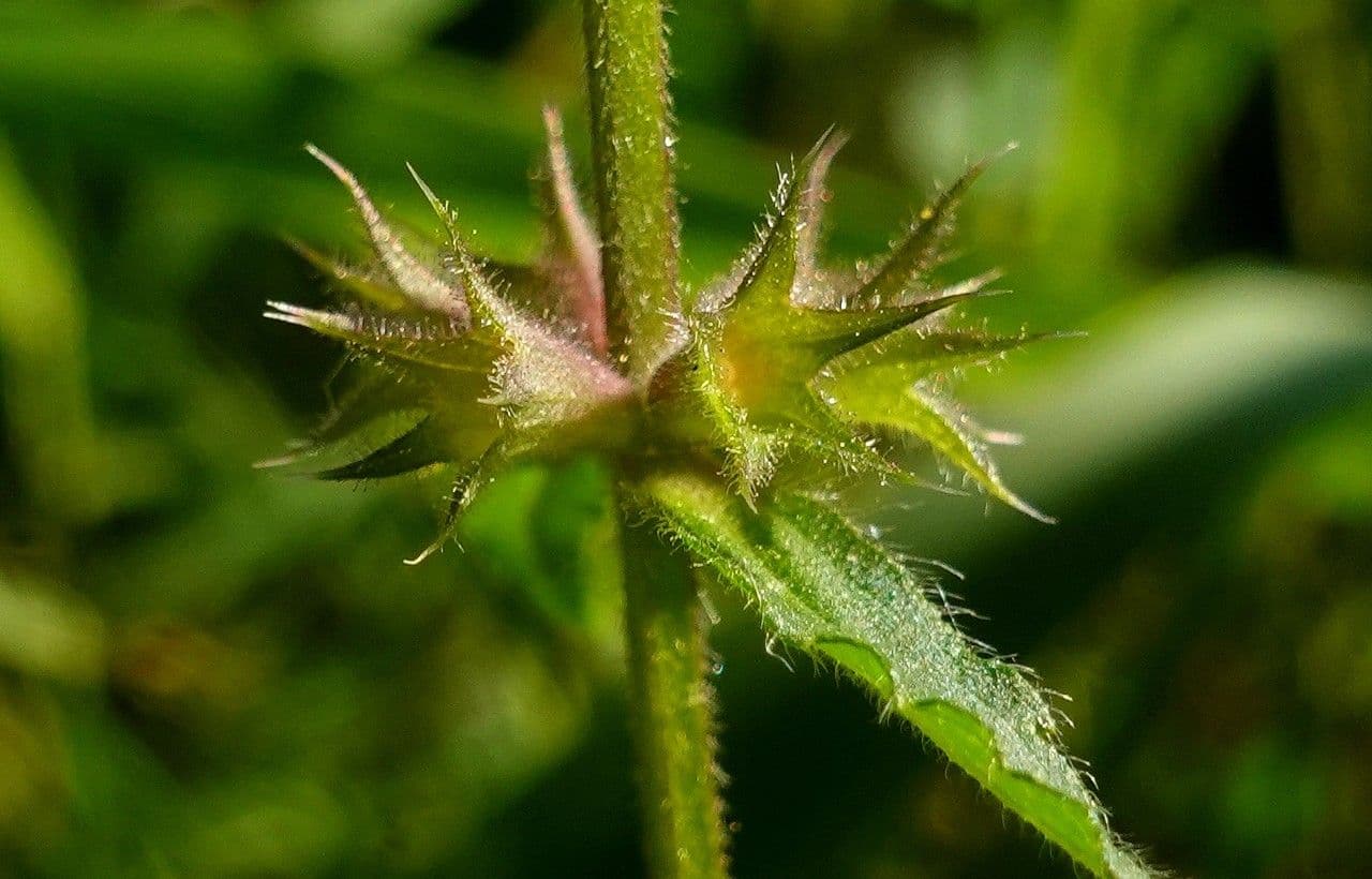Betonica palustre 4
