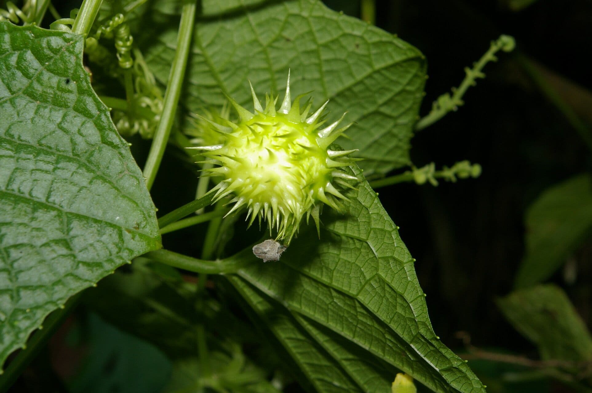 Echinopepon 4