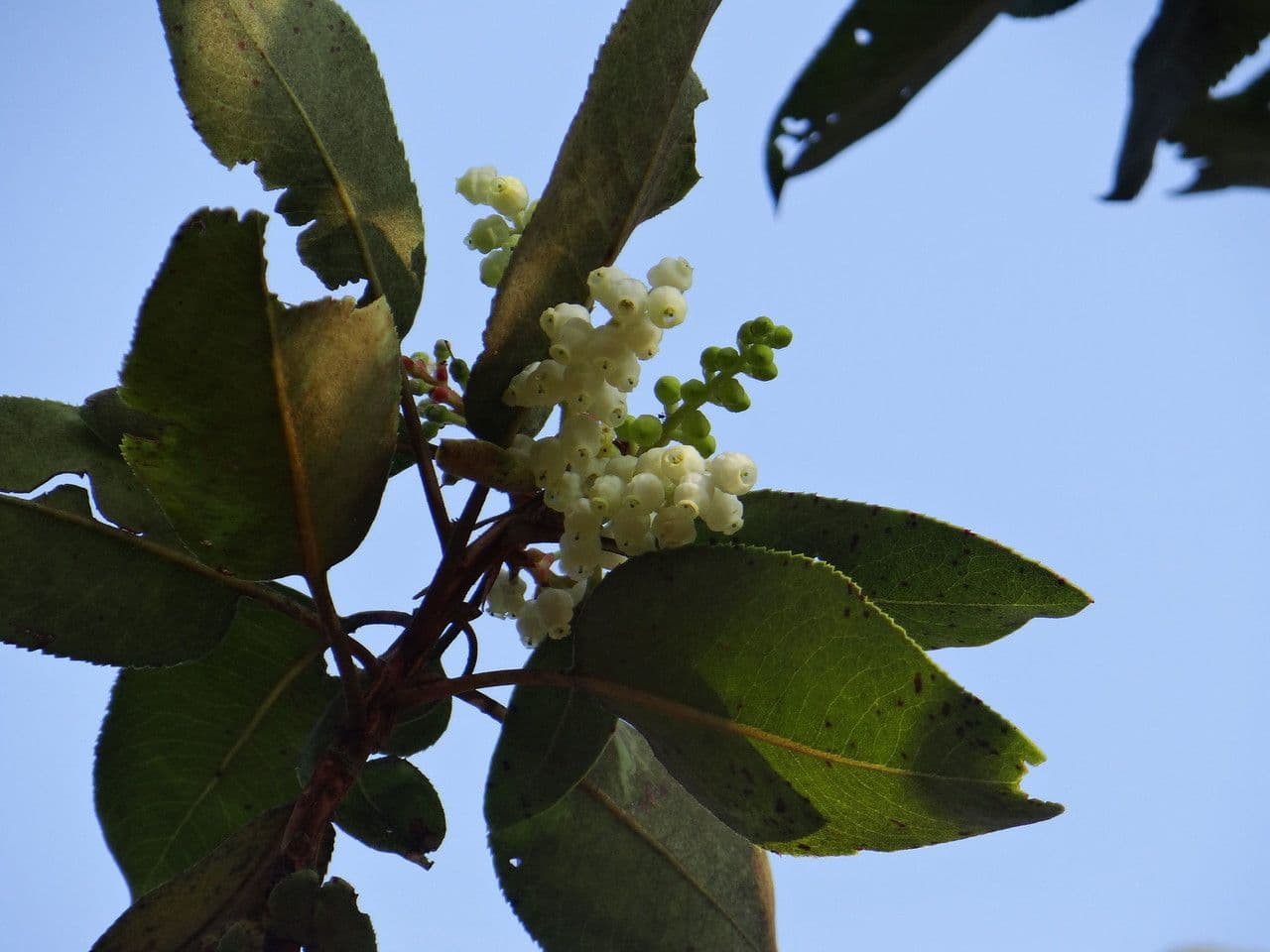 Arbutus xalapensis 19