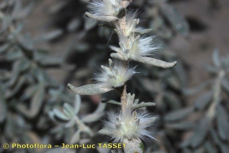 Krascheninnikovia ceratoides 2