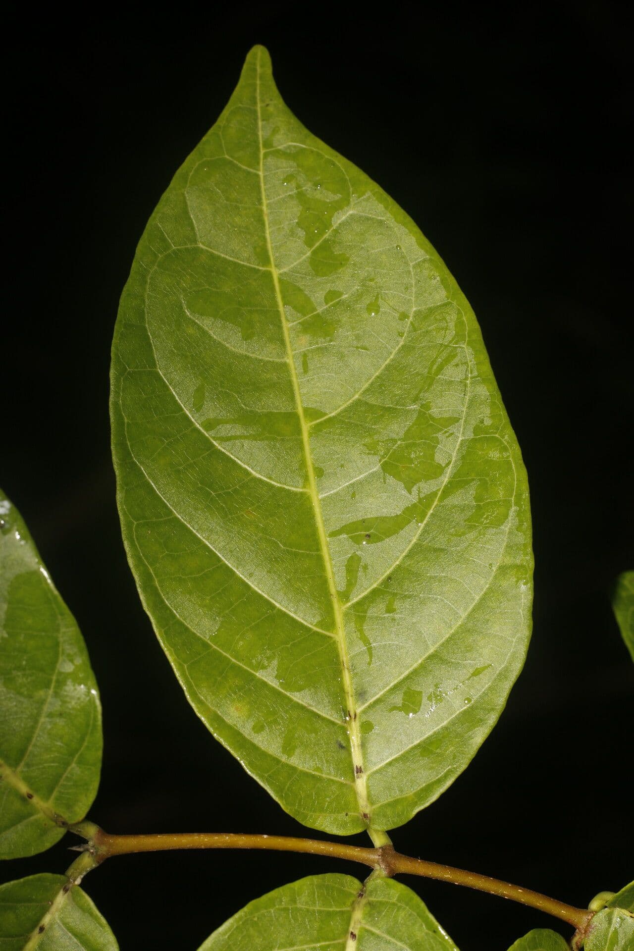 Forsteronia 8