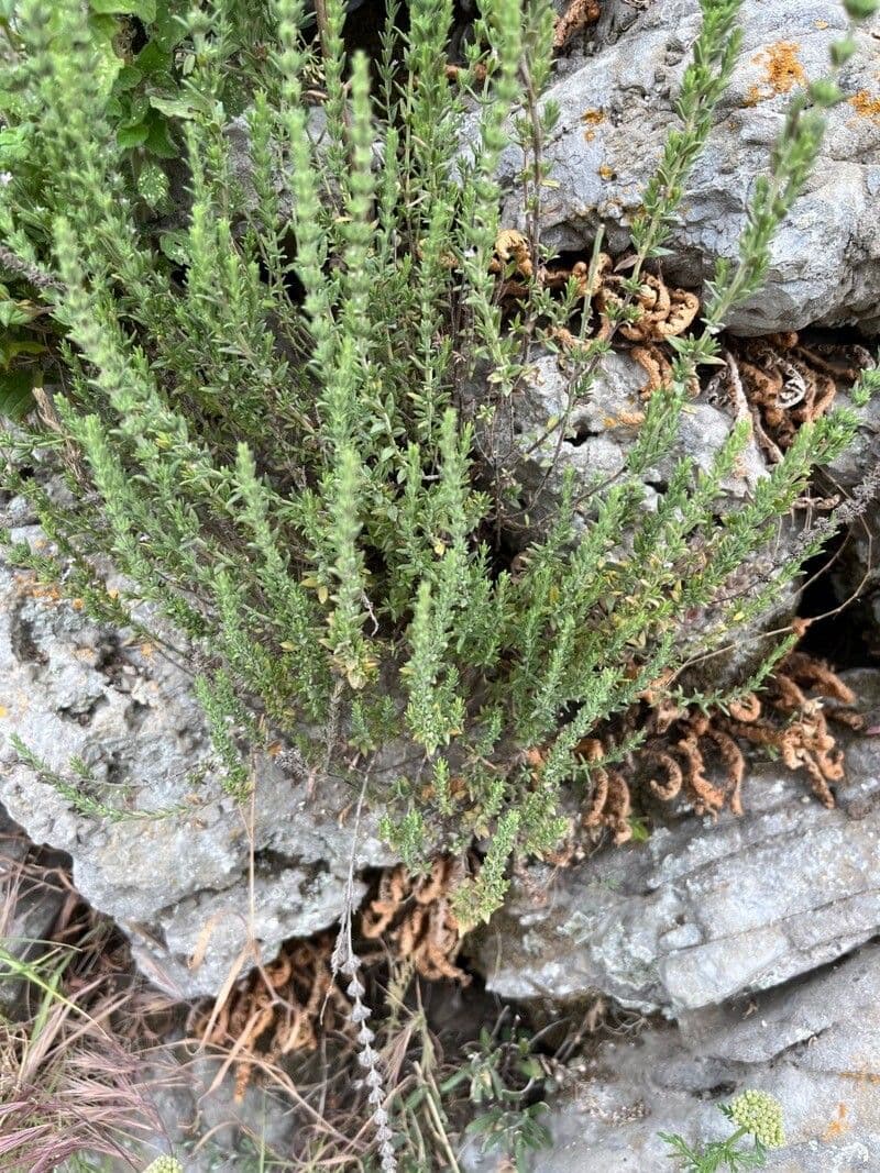Savorella juliana 14
