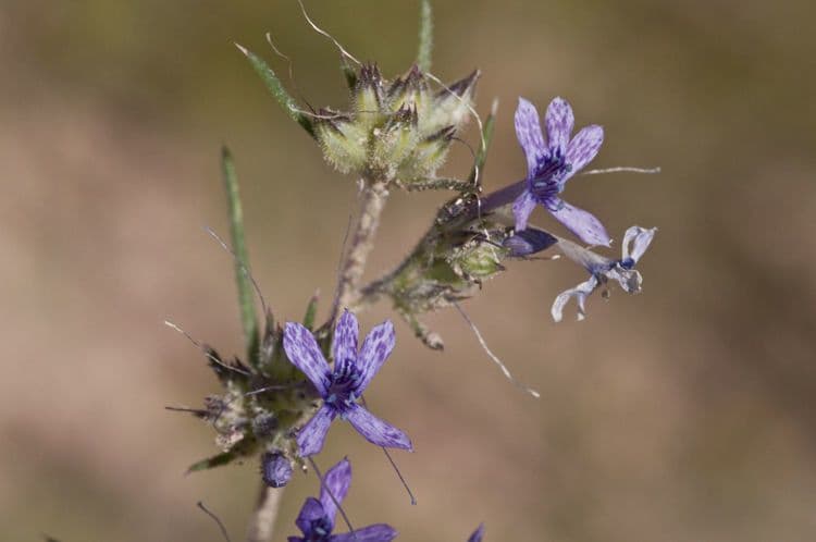 Ipomopsis multiflora 2