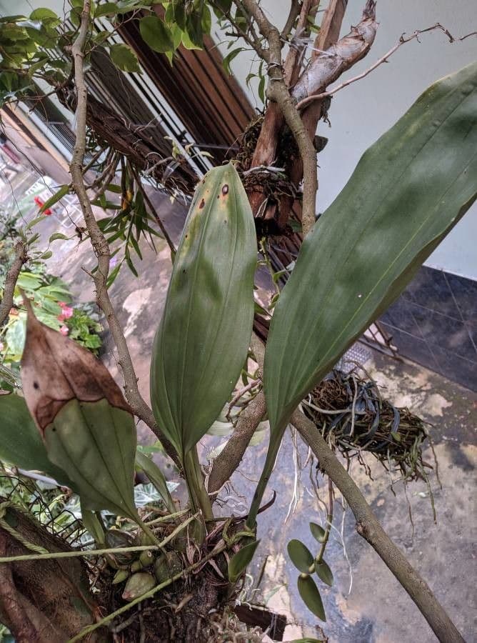 Stanhopea 12