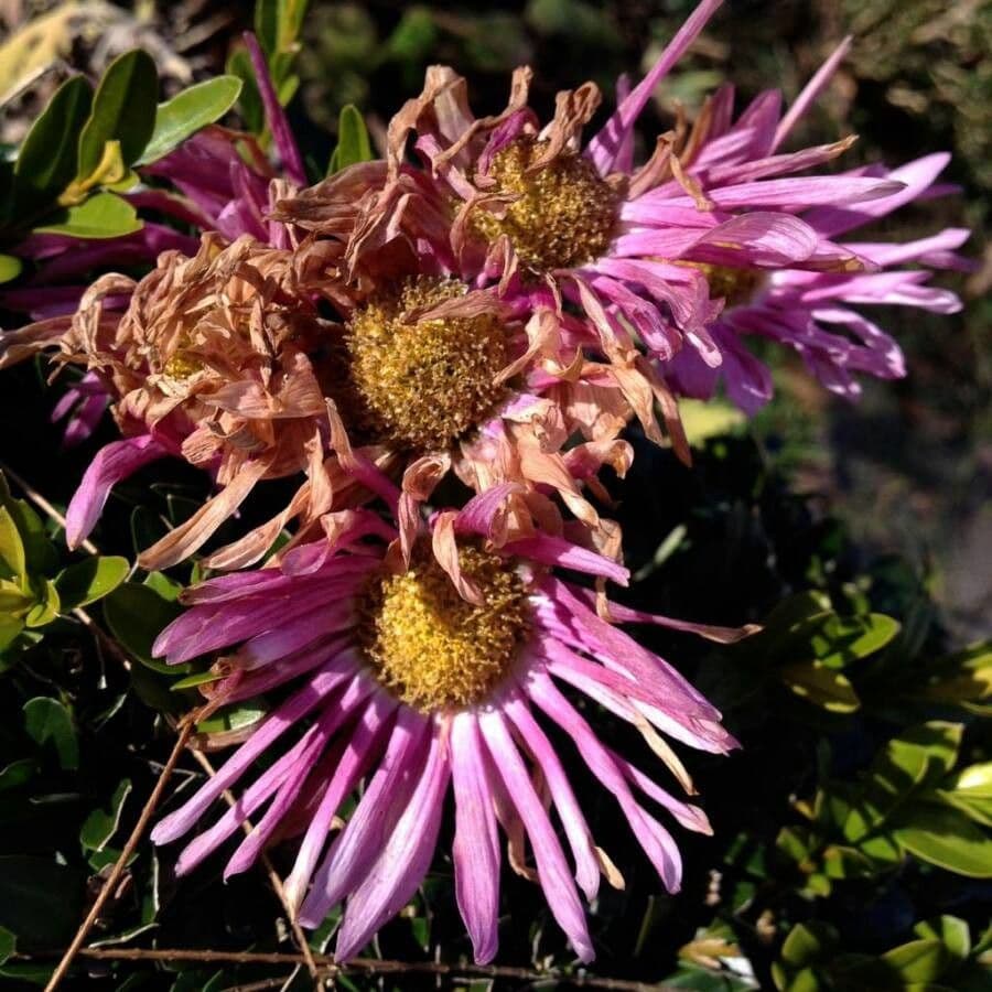 Alpen-Aster 6