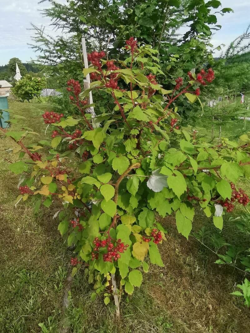 Jeżyna rdzawa 11