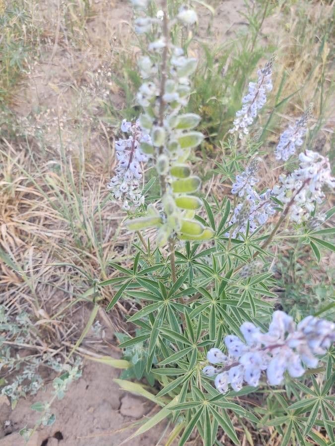 Silbriger Lupine