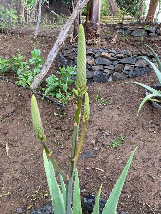 Aloe vera 2