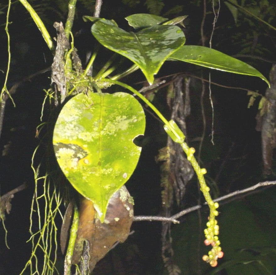 Anthurium 3