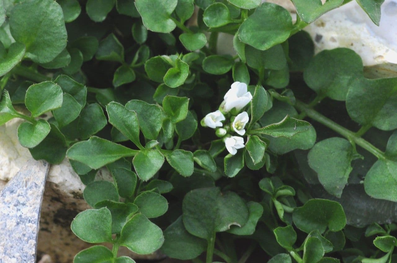 Cardamine flexueuse 27