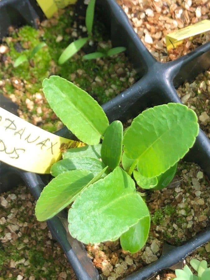 Opopanax