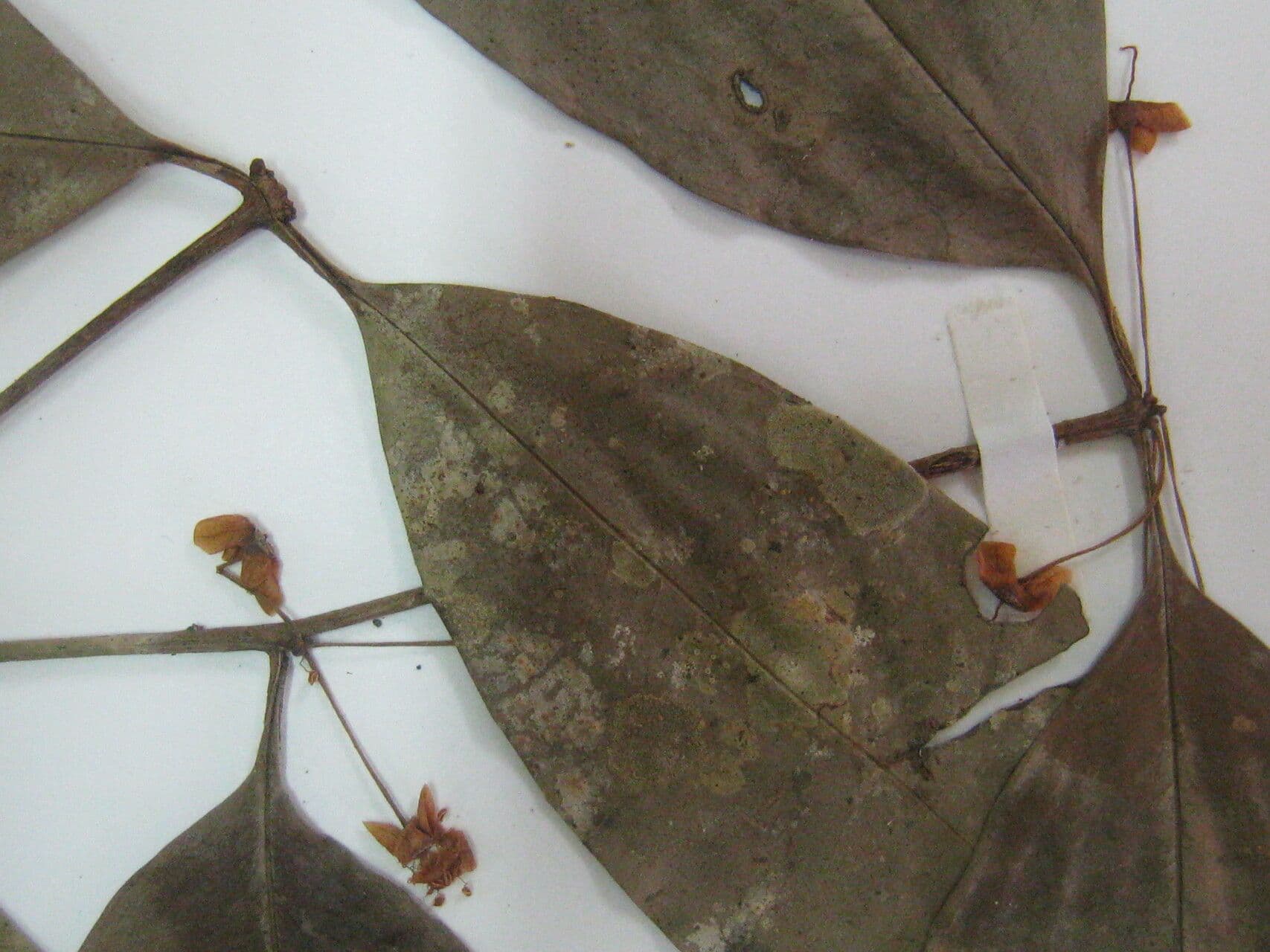 Eugenia 12