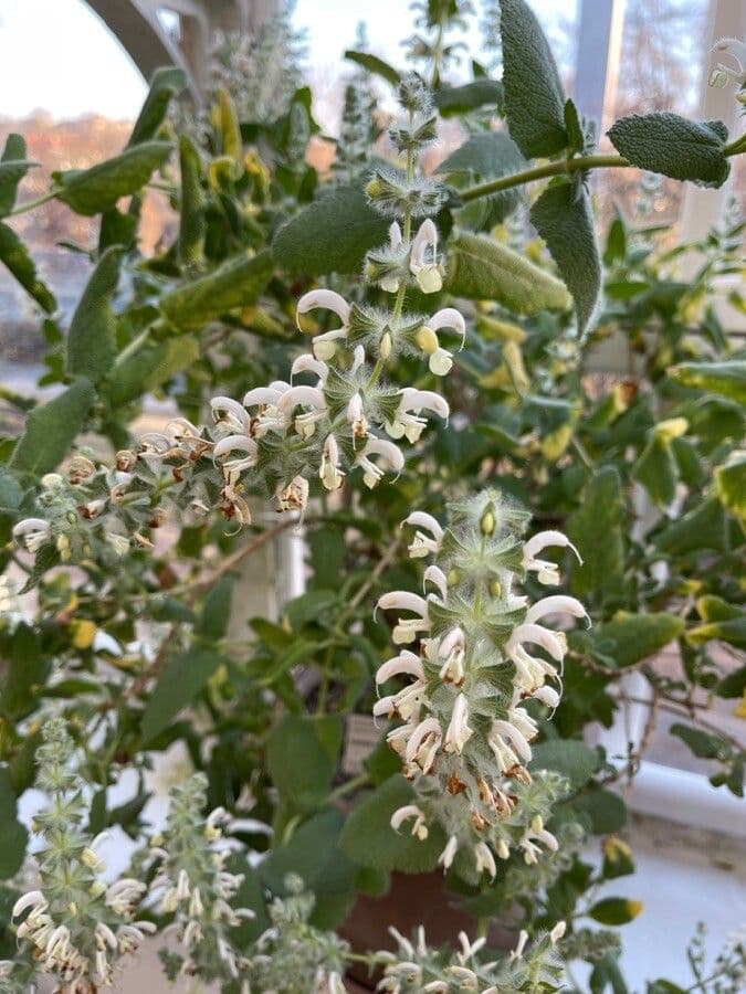 Salvia dominica