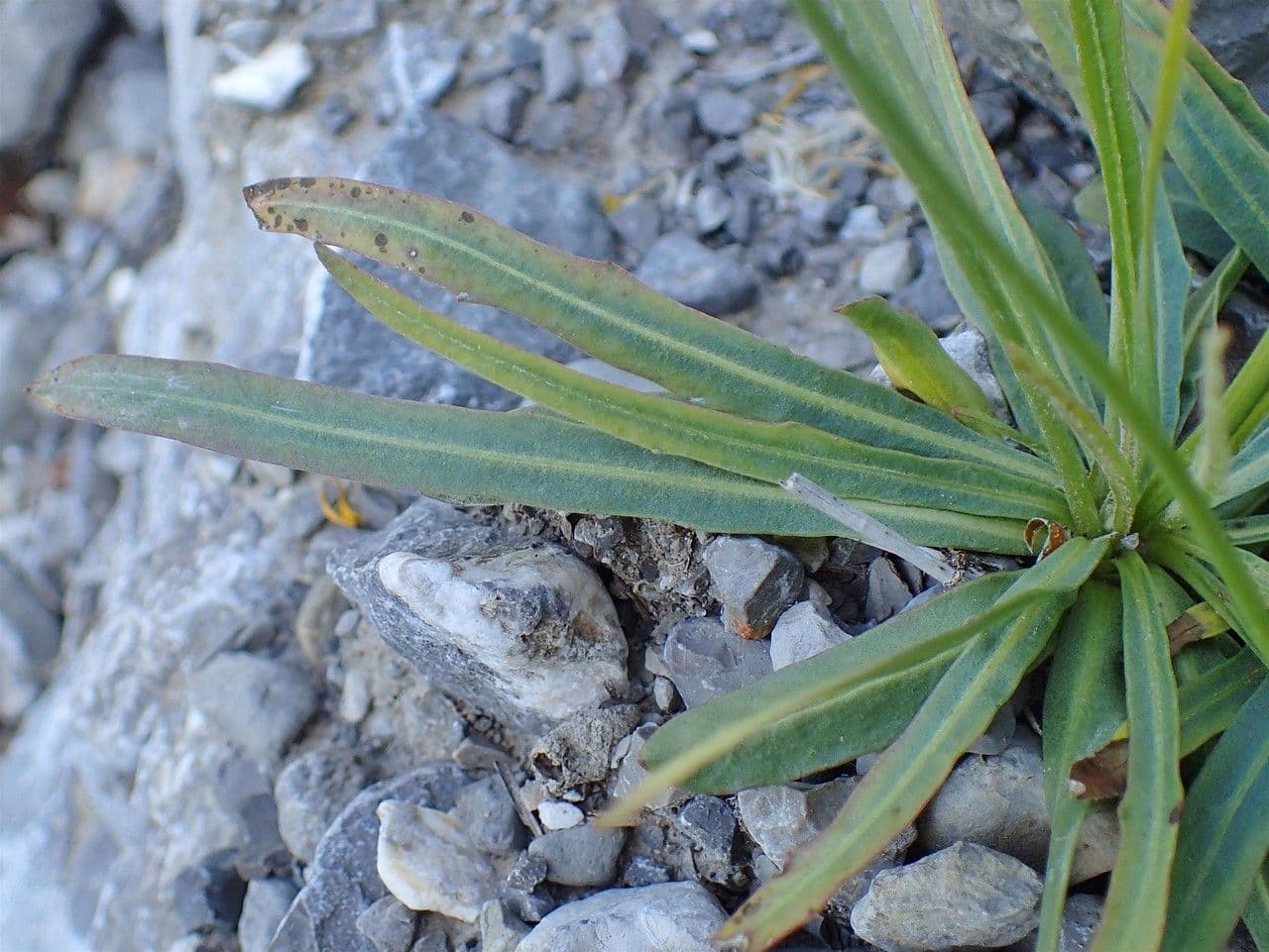 Staticeblättrige Tolpis 19