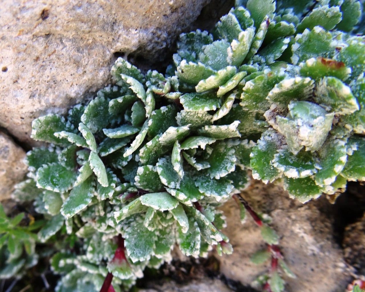 Saxifrage paniculée 17