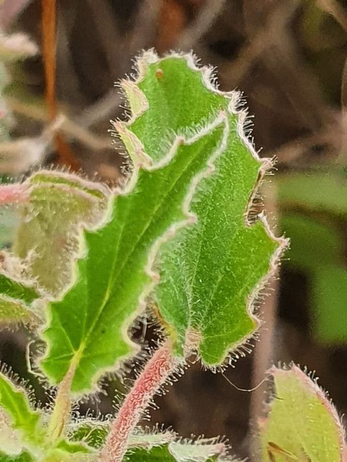 Monsonia 8