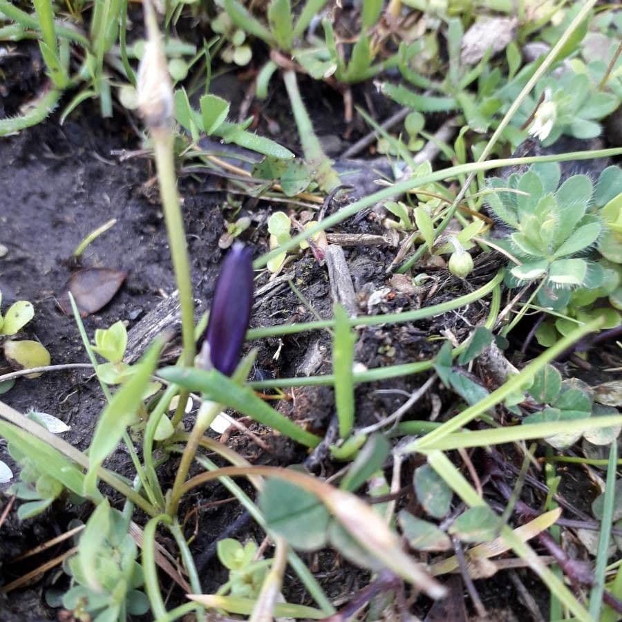 Romulea