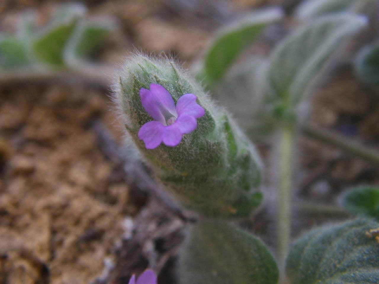 Nelsonia canescens 8