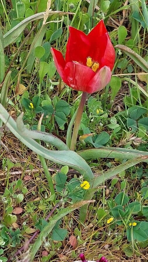 Tulipe d'Orient 8