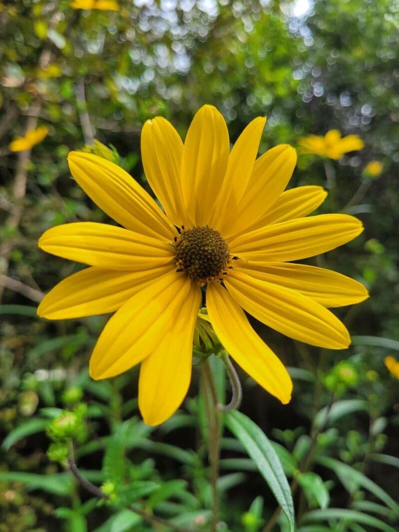 Schmalblättrige Sonnenblume 2