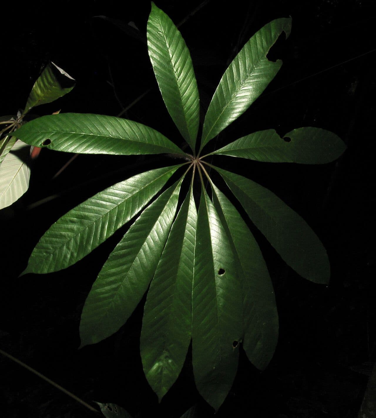Cecropia 5