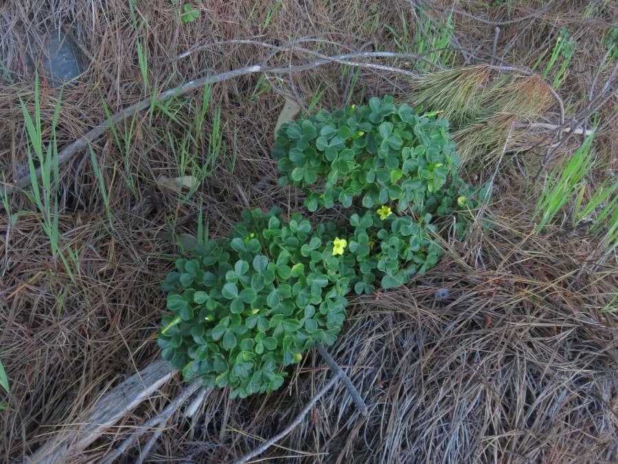 Acetosa 5