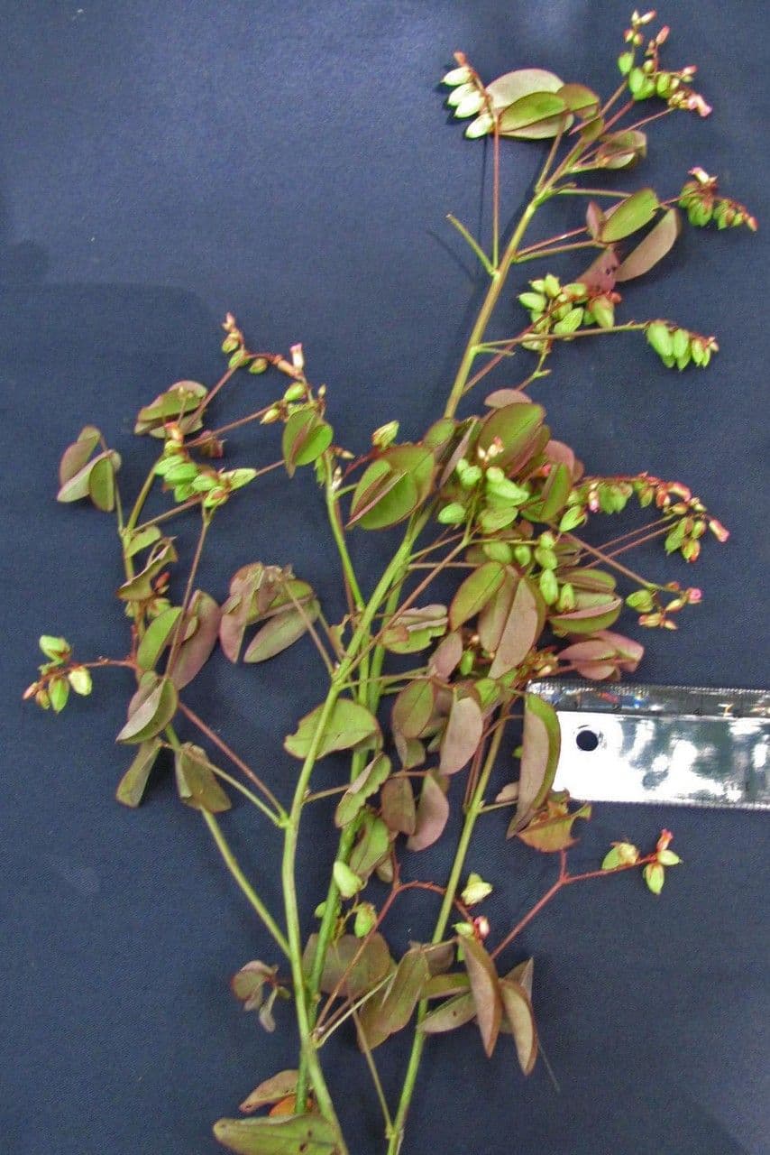 Acetosa di Barrelier 22