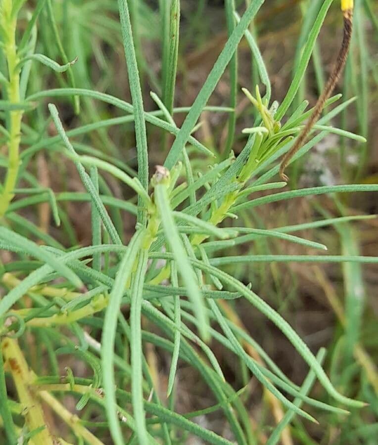 Vernonanthura 8