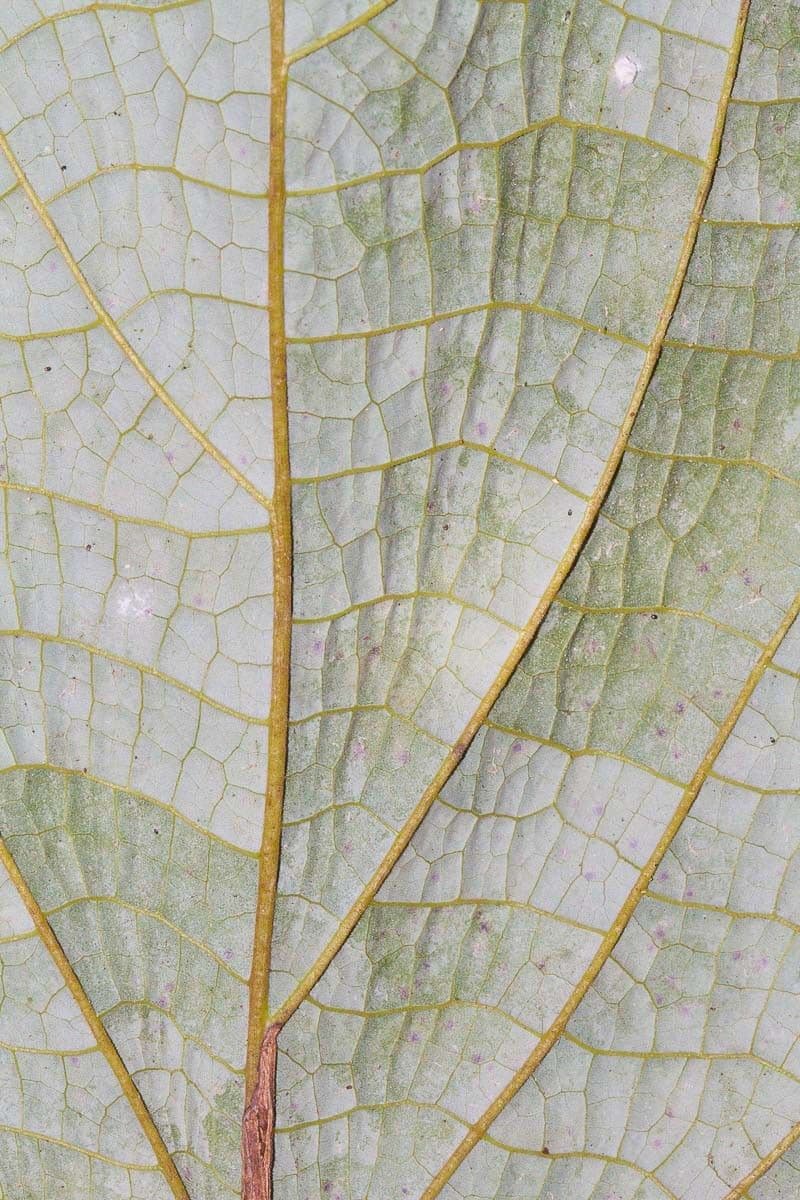 Cryptocarya 6