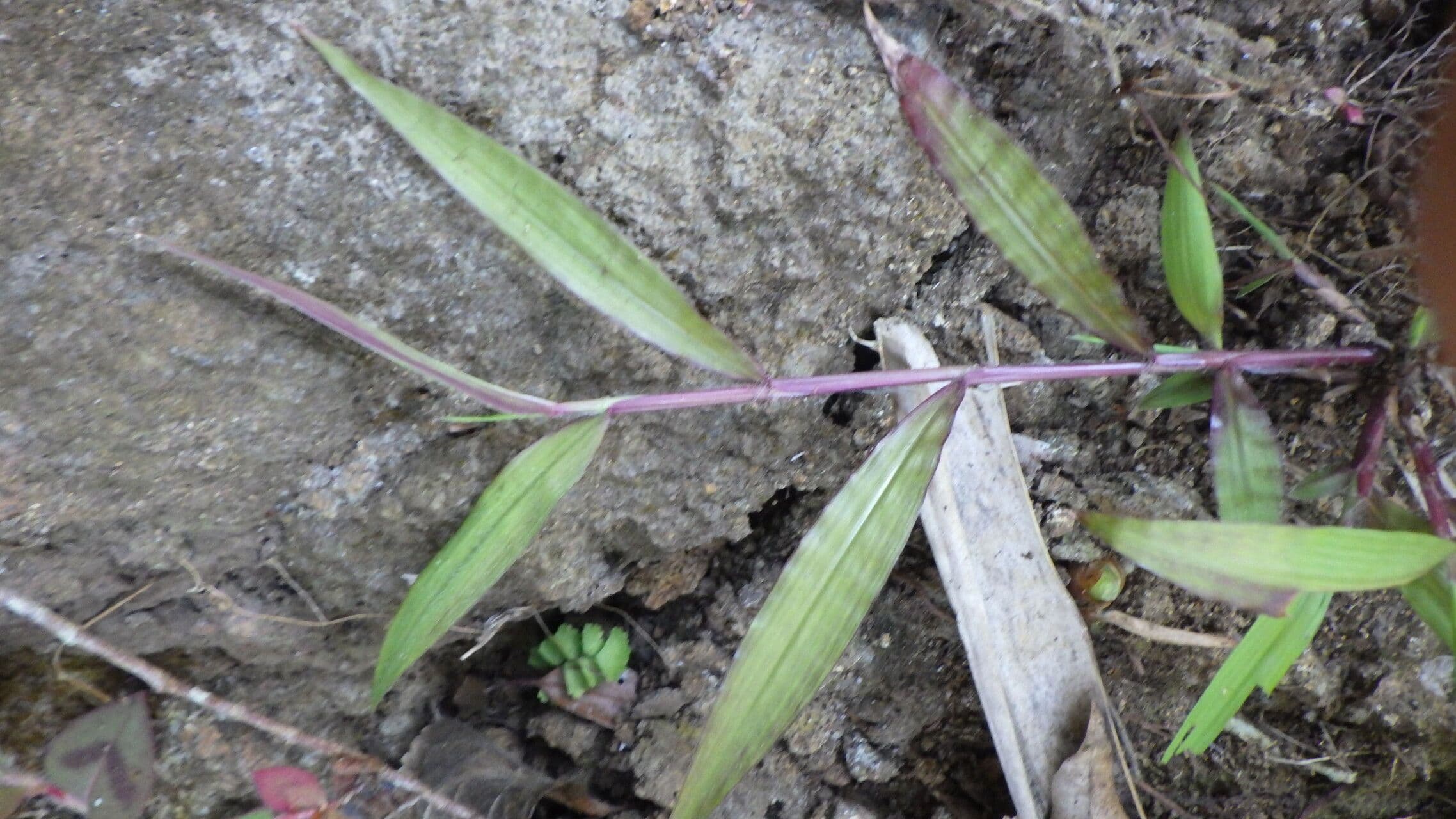 Paspalum 2